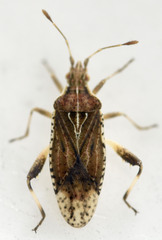 Harmostes fraterculus