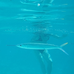 Hemiramphus brasiliensis