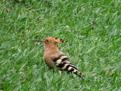 Upupa epops longirostris