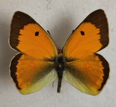 Colias myrmidone