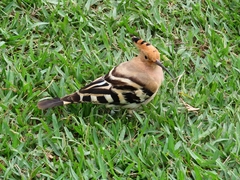 Upupa epops longirostris
