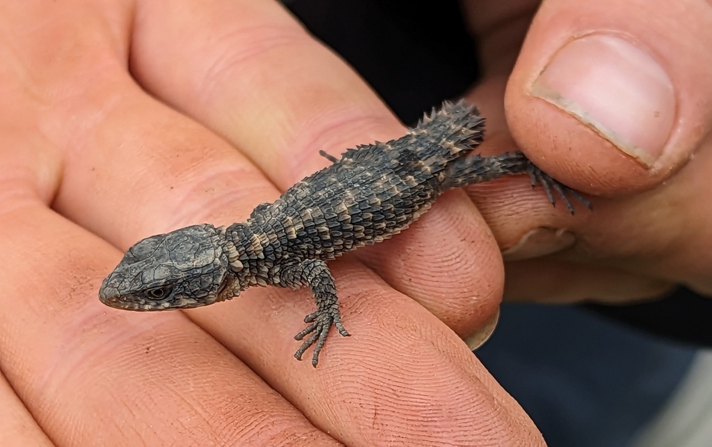 Nyika Girdled Lizard