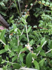 Pimelea cinerea