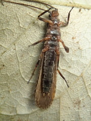 Austroperlidae