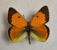 Colias myrmidone