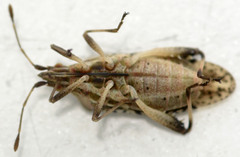 Harmostes fraterculus