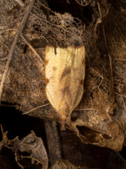 Apoctena