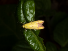 Gymnobathra flavidella