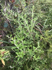 Pimelea cinerea
