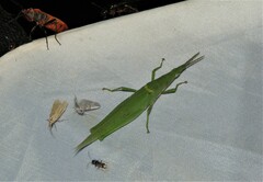 Atractomorpha similis