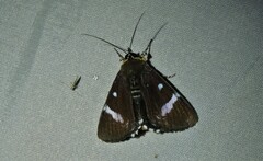 Coenotoca subaspersa