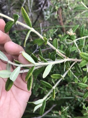 Pimelea cinerea