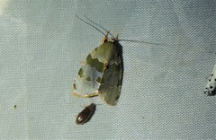 Lasiolopha saturata