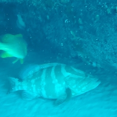 Epinephelus striatus