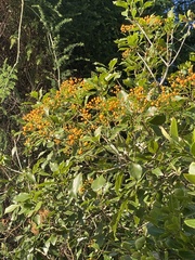 Auranticarpa rhombifolia