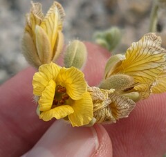 Senna confinis