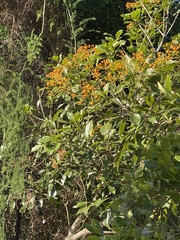 Auranticarpa rhombifolia