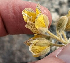 Senna confinis