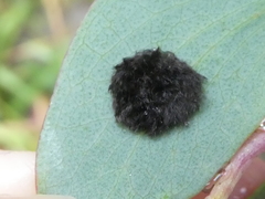 Doratifera vulnerans