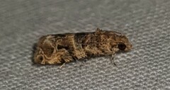 Lobesia transtrifera