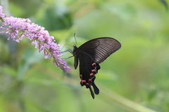 Papilio bianor
