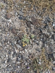 Senna confinis