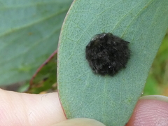 Doratifera vulnerans