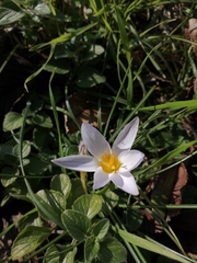 Crocus biflorus