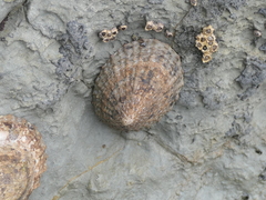 Cellana denticulata