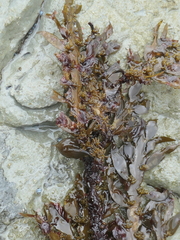Carpophyllum maschalocarpum