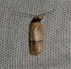 Eulechria hemisphaerica