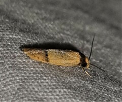 Eulechria hemisphaerica