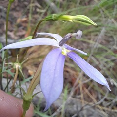 Lithotoma axillaris