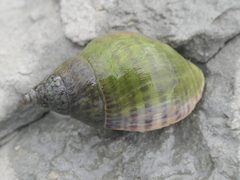 Cominella maculosa