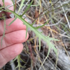 Lithotoma axillaris