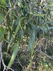 Acacia fasciculifera