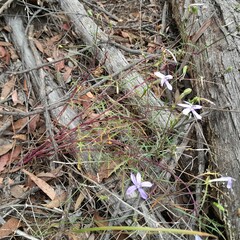 Lithotoma axillaris