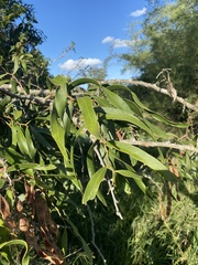 Acacia fasciculifera