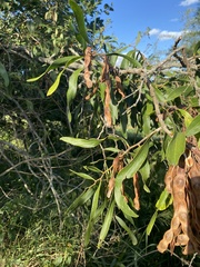 Acacia fasciculifera