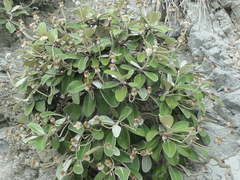 Pachystegia insignis