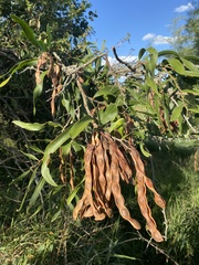 Acacia fasciculifera