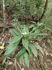 Calanthe triplicata