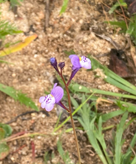 Linaria algarviana
