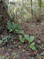 Calanthe triplicata