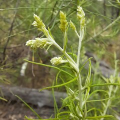 Cassinia laevis