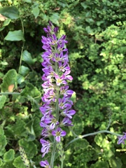 Francoa appendiculata