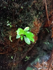 Quintinia