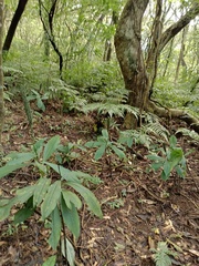 Habenaria pantlingiana
