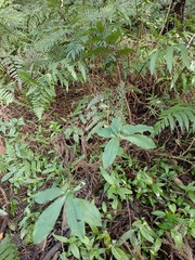 Habenaria pantlingiana