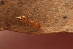 Tetramorium simillimum